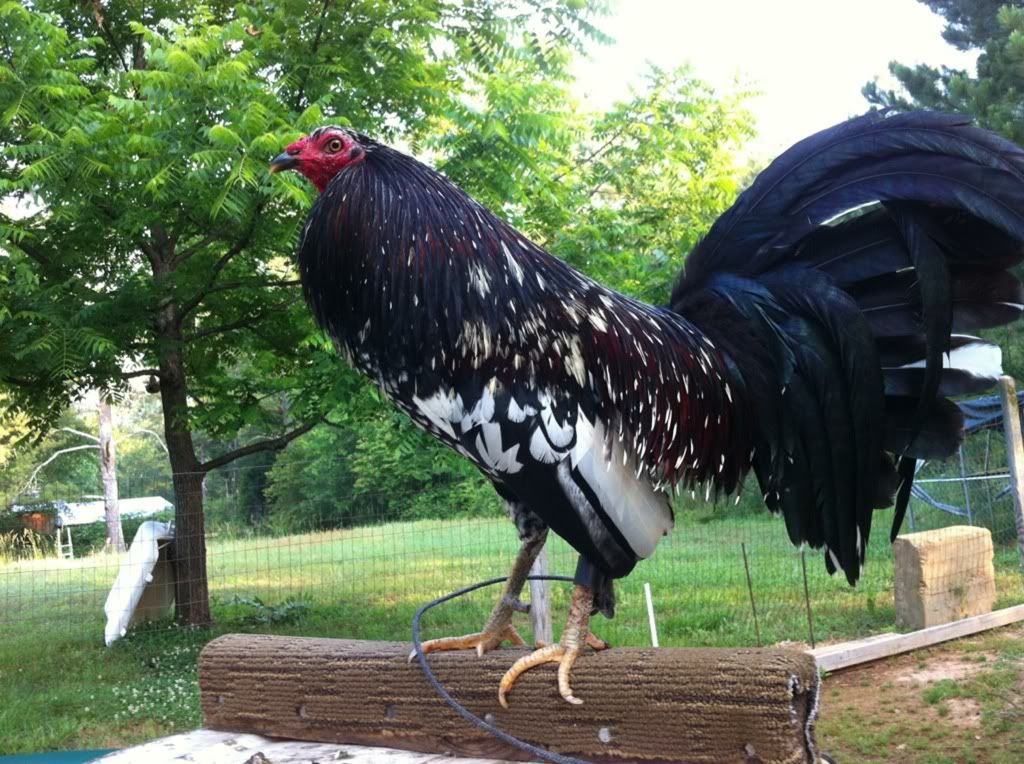 Game roosters for sale chickens